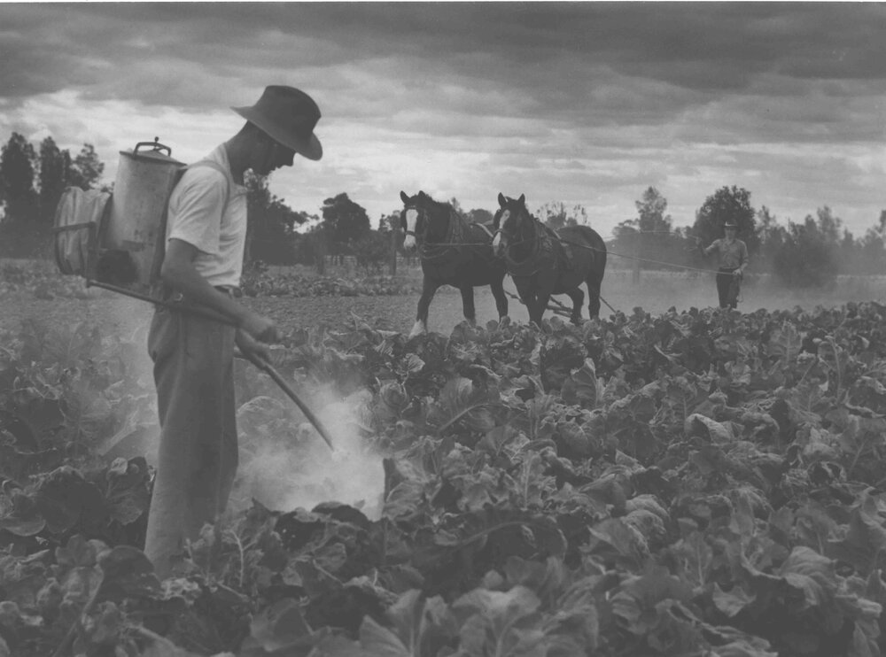 Vegetable garden - Cultivating &amp; dusting for insect pests in cauliflower beds [Hawkesbury Agricultural College (HAC)]