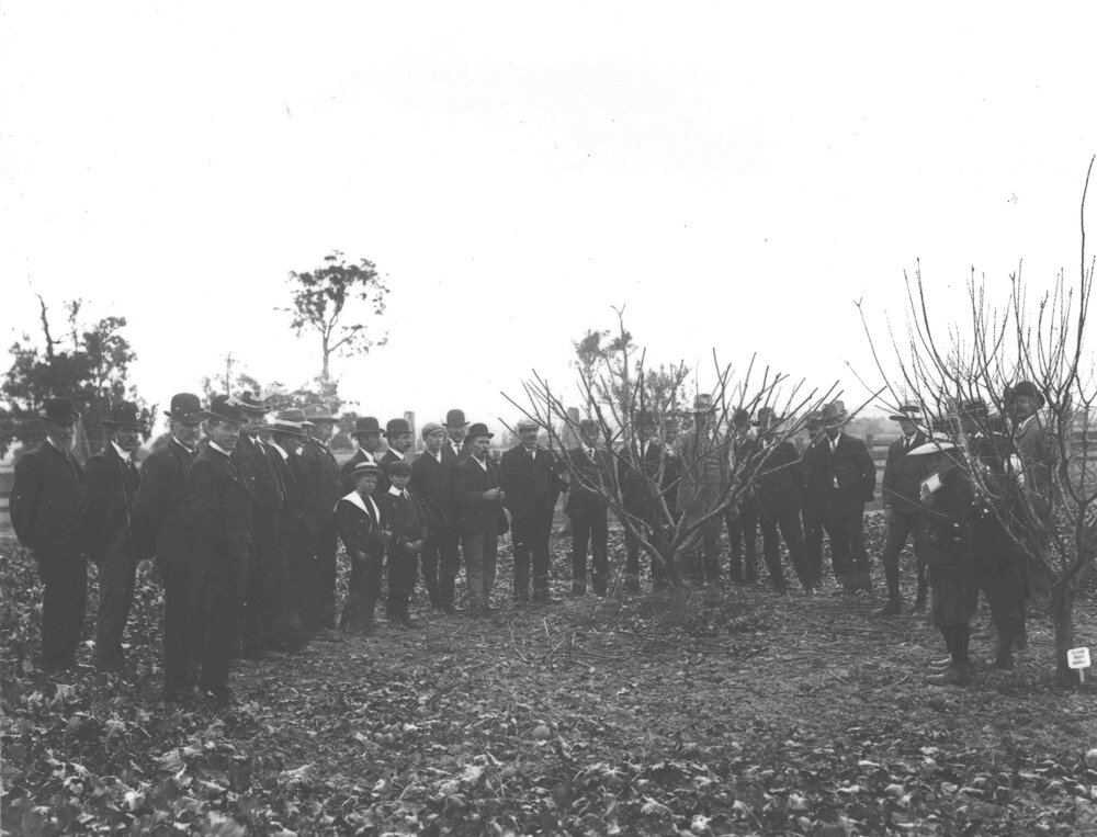 Winter School for Farmers, c.1910 - student farmers observing a fruit tree demonstration in the Orchard [Hawkesbury Agricultural College (HAC)]
