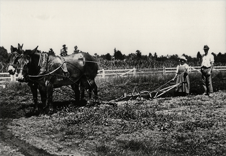 Woman working a two-mule team pulling a plough, a man stands offside [Hawkesbury Agricultural College (HAC)]
