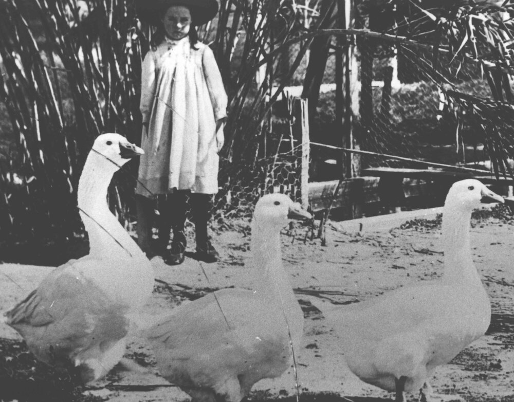 Young girl, in smock and large brimmed hat, watching several Dutch geese [Hawkesbury Agricultural College (HAC)]