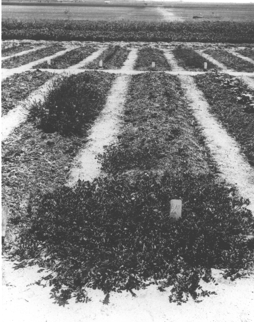 Experimental Plots: Grass garden [Hawkesbury Agricultural College (HAC)]