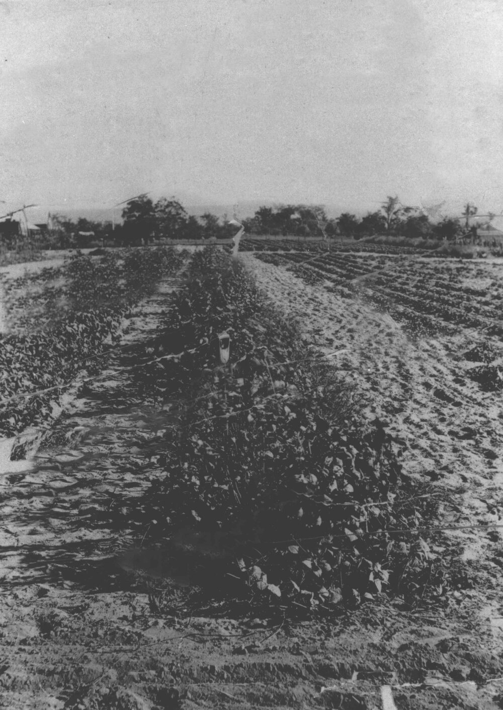 Experimental Plots: Grass garden, looking towards Main Drive and Main Building (top left) [Hawkesbury Agricultural College (HAC)]