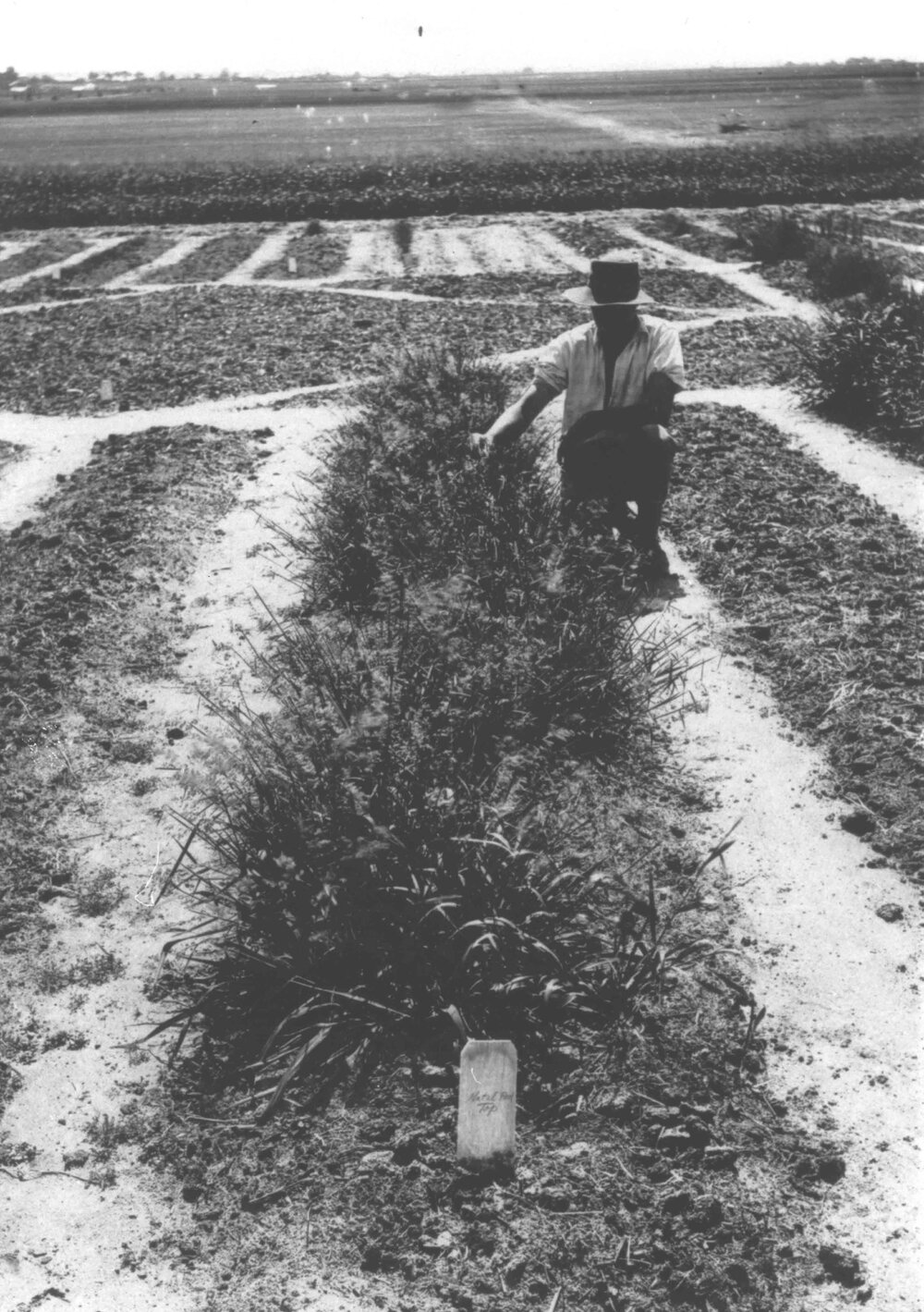 Experimental Plots: Student examining plants [Hawkesbury Agricultural College (HAC)]