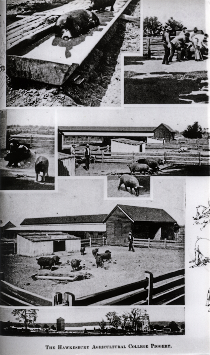 Piggery - Composite of various scenes [Hawkesbury Agricultural College (HAC)]