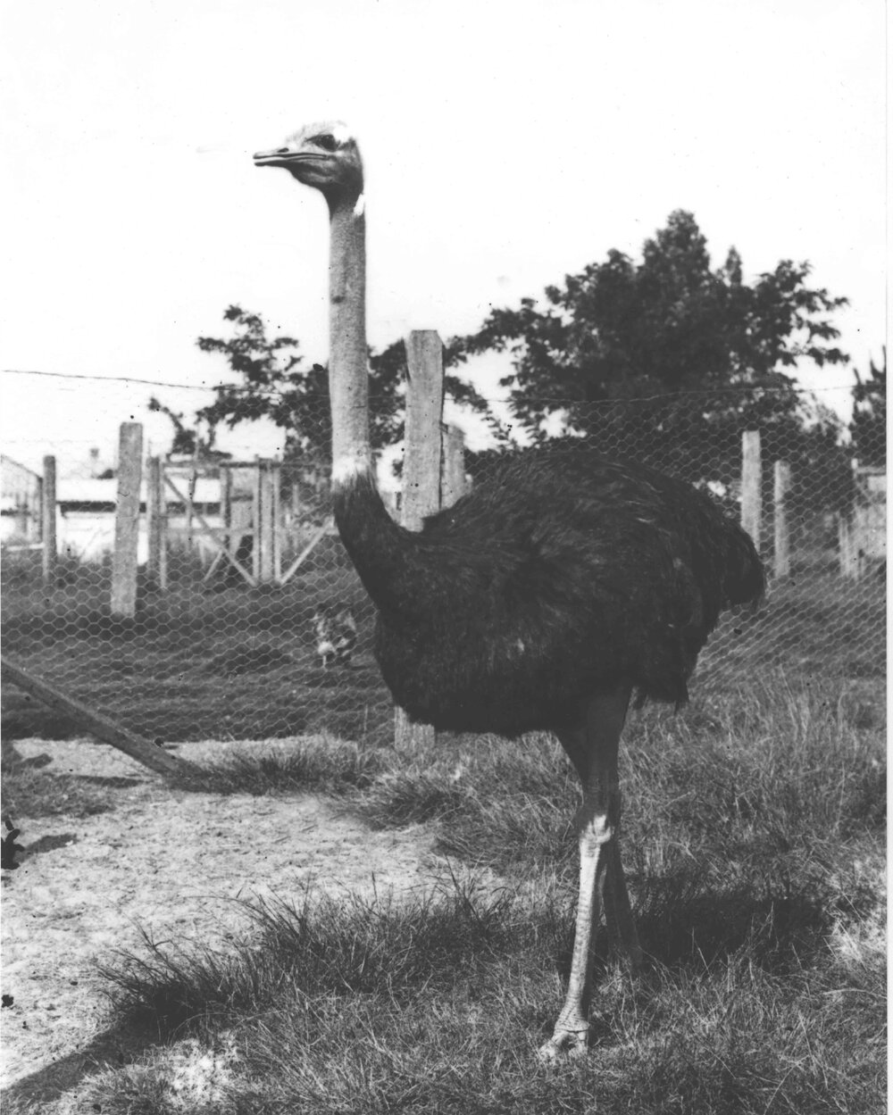 Ostrich (close up) in a yard [Hawkesbury Agricultural College (HAC)]