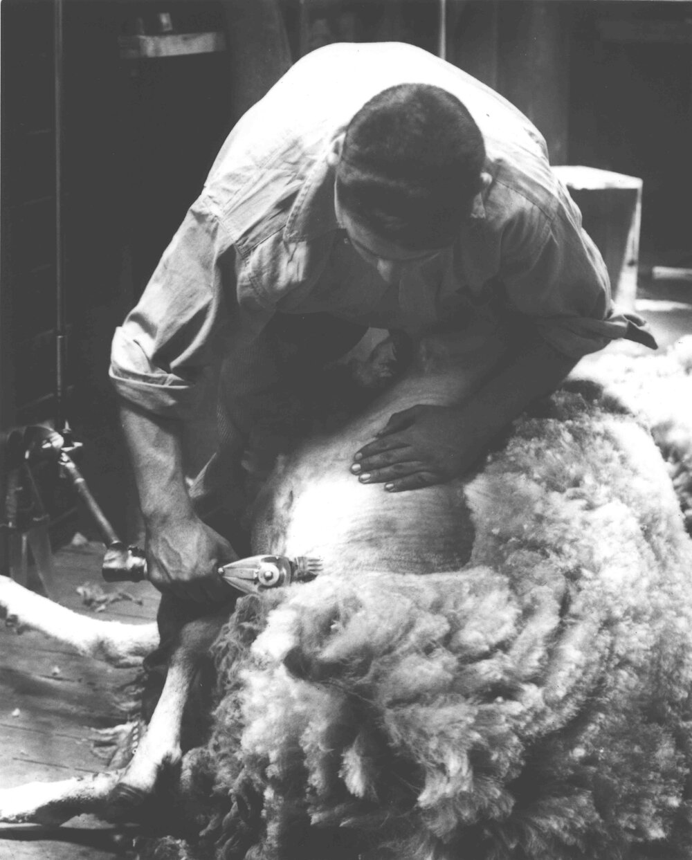 Shearing Shed (interior) - Student shearing with mechanical shears [Hawkesbury Agricultural College (HAC)]