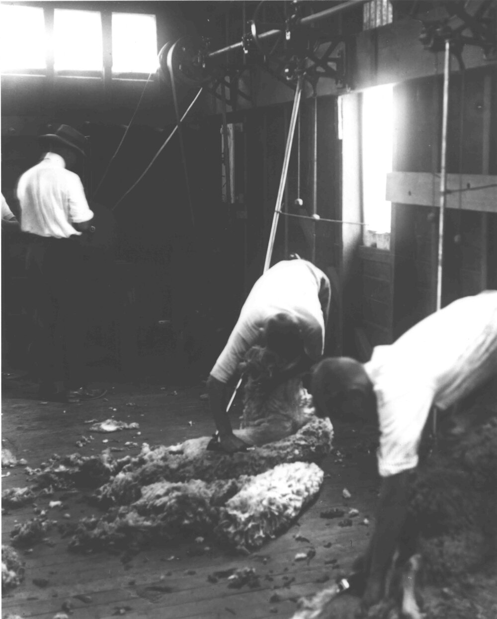 Shearing Shed (interior) - Students shearing sheep with mechanical shears [Hawkesbury Agricultural College (HAC)]