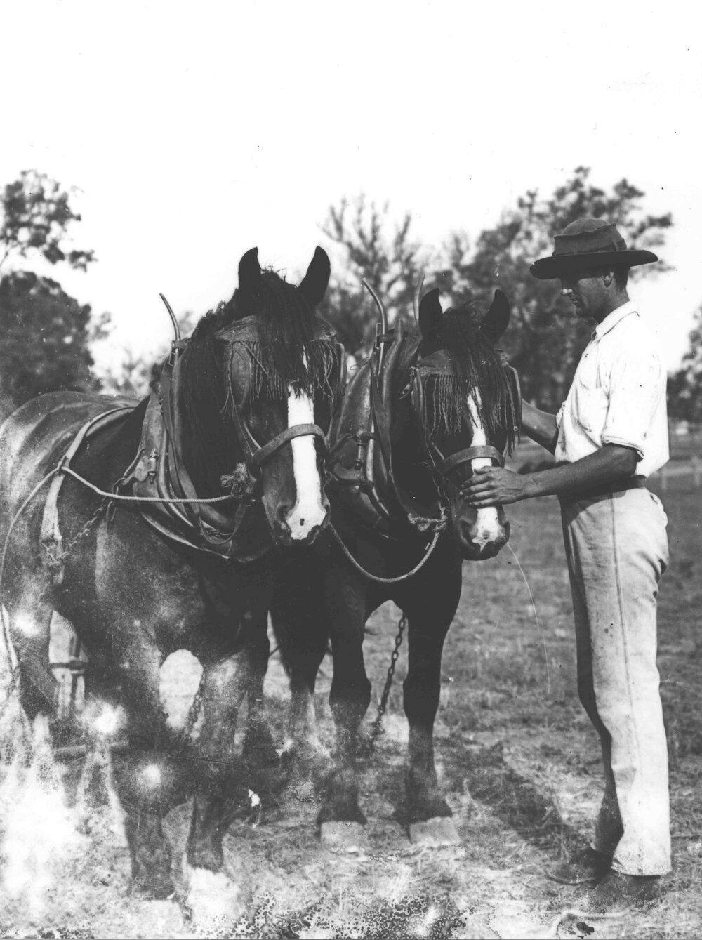 Student patting a horse in a two-horse team [Hawkesbury Agricultural College (HAC)]