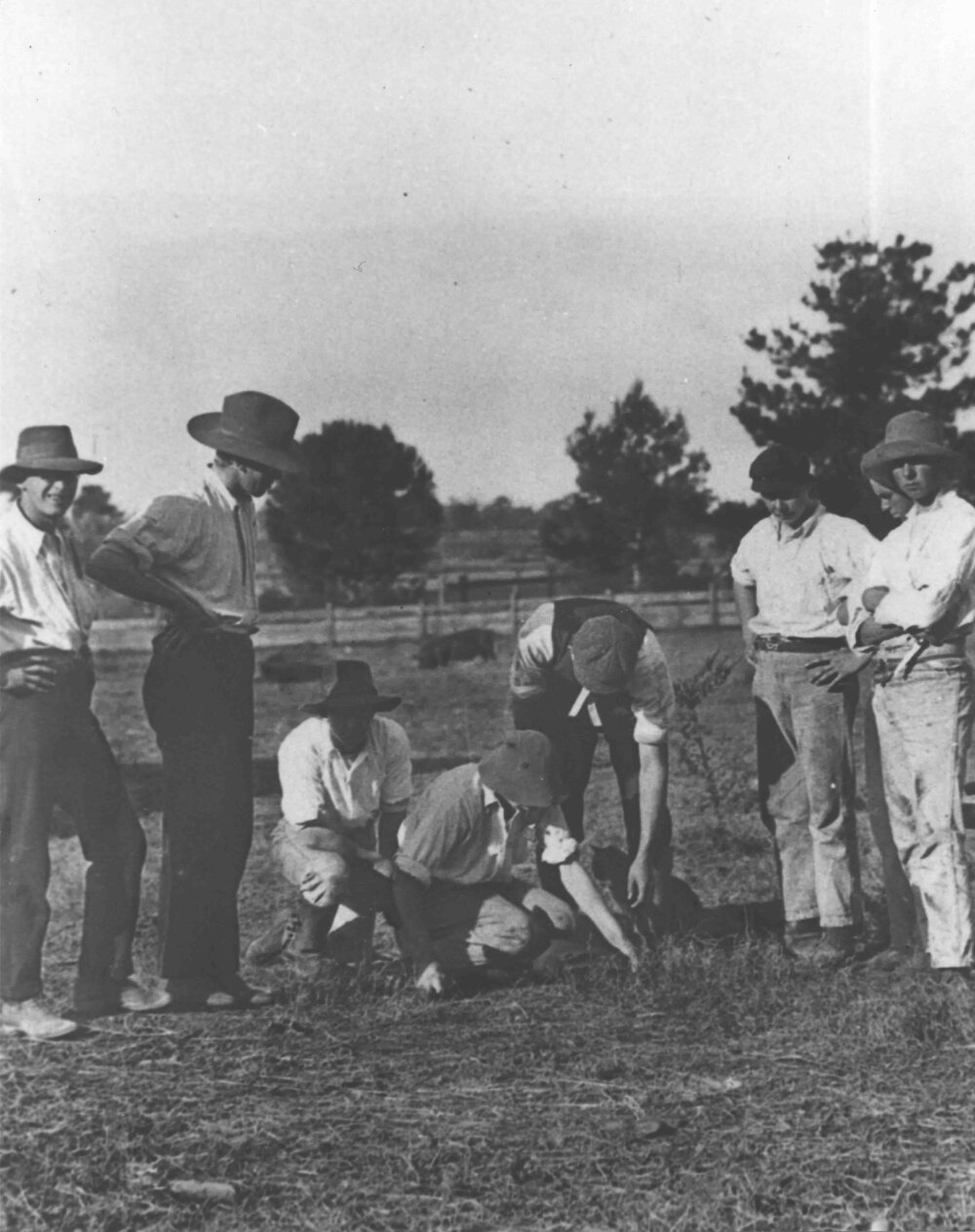 Students in a paddock - a student is patting a cat, another kneeling [Hawkesbury Agricultural College (HAC)]