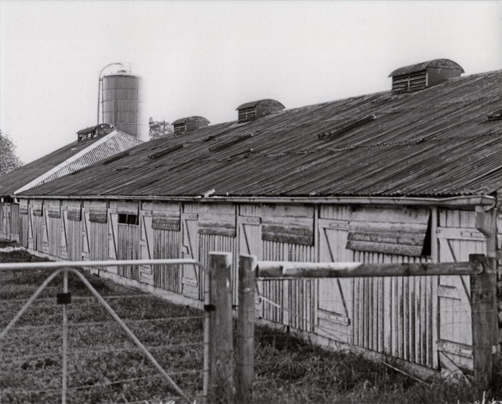 Farrowing Shed (exterior) - Print 3 of 9 [Hawkesbury Agricultural College (HAC)]