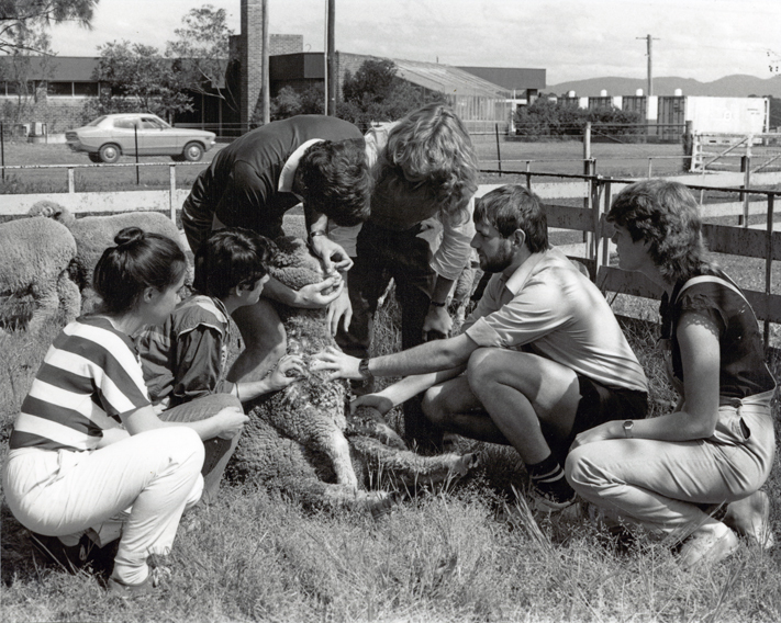 Students inspecting the teeth of a sheep in a paddock [Hawkesbury Agricultural College (HAC)]
