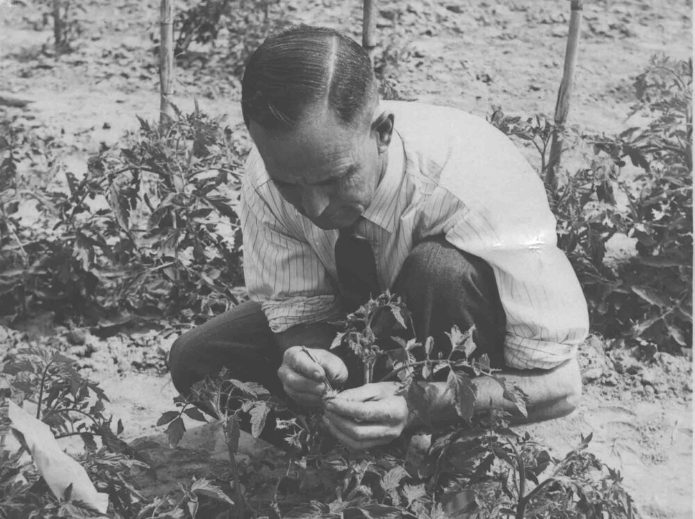 Staff member or visitor (?) inspecting staked tomatoes in a garden plot [Hawkesbury Agricultural College (HAC)]