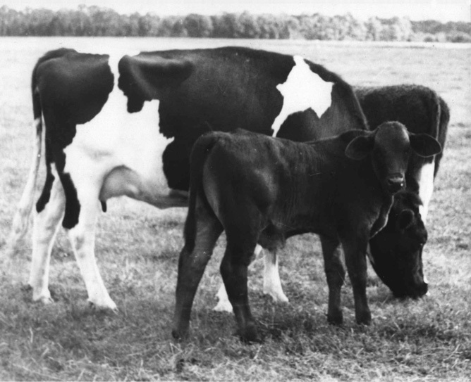 Calf and mother - the calf is a Brahman x Friesian cross, born 13 May 67 [Hawkesbury Agricultural College (HAC)]