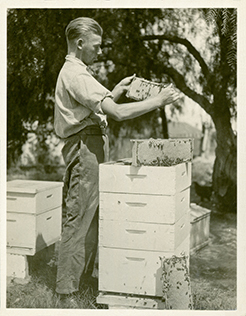 H Graham Smith working at a bee hive [Hawkesbury Agricultural College (HAC)]
