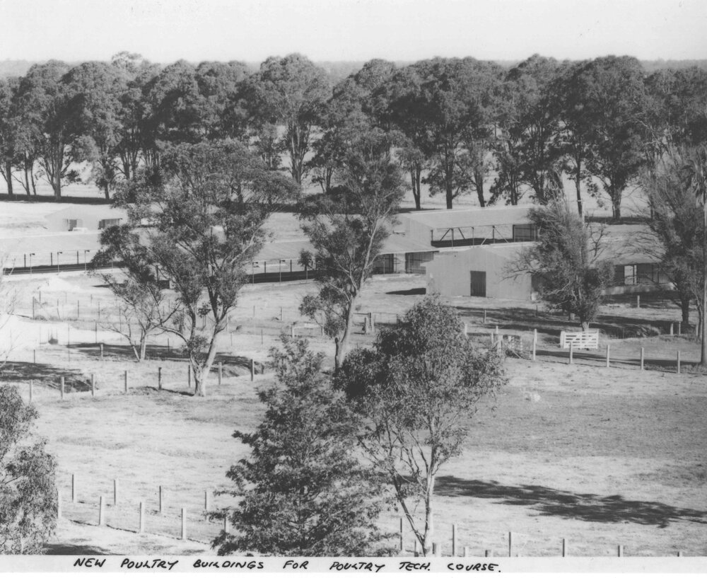 New poultry buildings for Poultry Technology Course [Hawkesbury Agricultural College (HAC)]