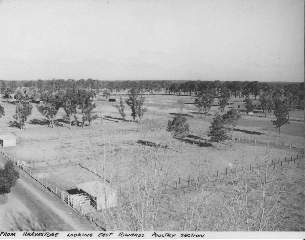 View from the top of the Harvestore in the Dairy looking East towards the Poultry section [Hawkesbury Agricultural College (HAC)]