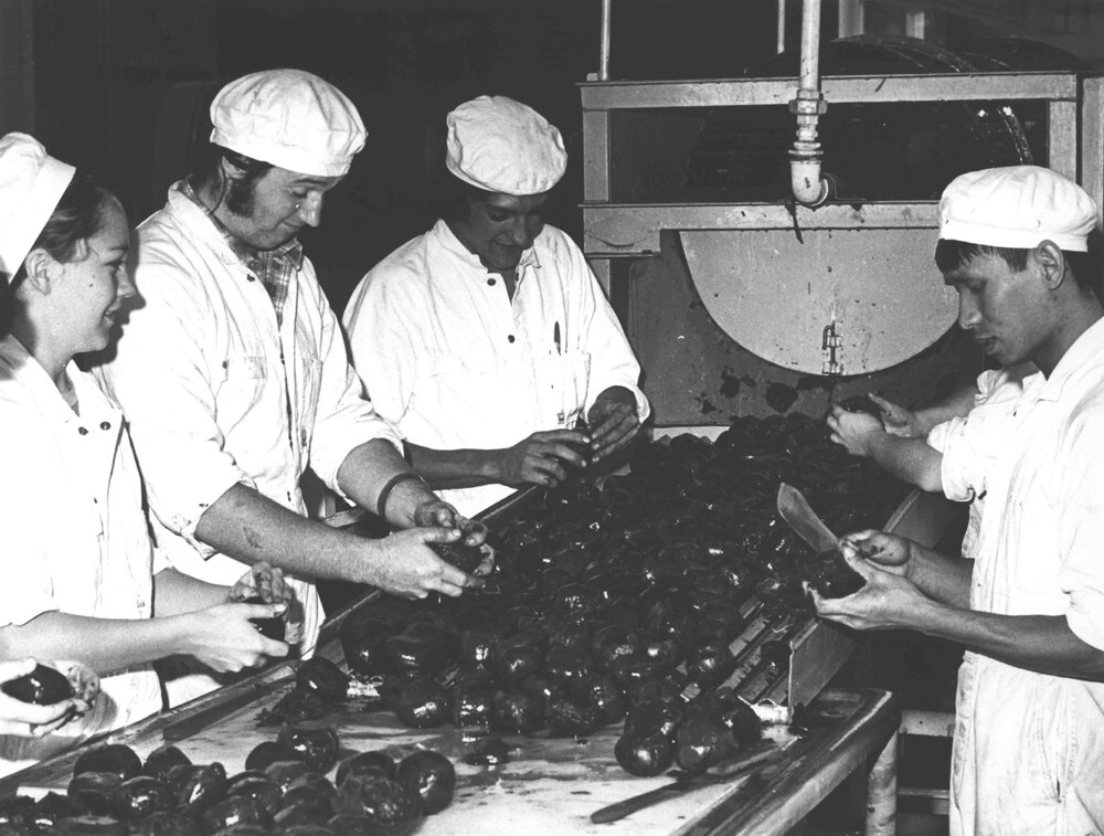 Cannery: Students peeling beetroot before canning [Hawkesbury Agricultural College (HAC)]