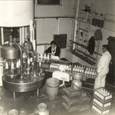 Dairy Factory (interior): students packing full milk bottles into crates (Print 8 of 9) [Hawkesbury Agricultural College (HAC)]