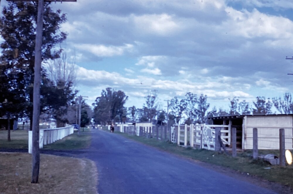 Bull Yards [Hawkesbury Agricultural College] - Photo 168