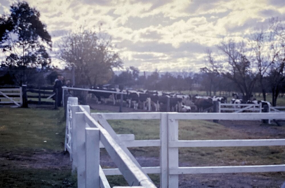 Dairy Herd [Hawkesbury Agricultural College] - Photo 171