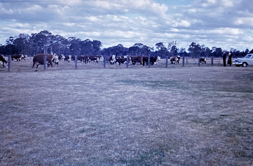 Beef Herd [Hawkesbury Agricultural College] - Photo 172