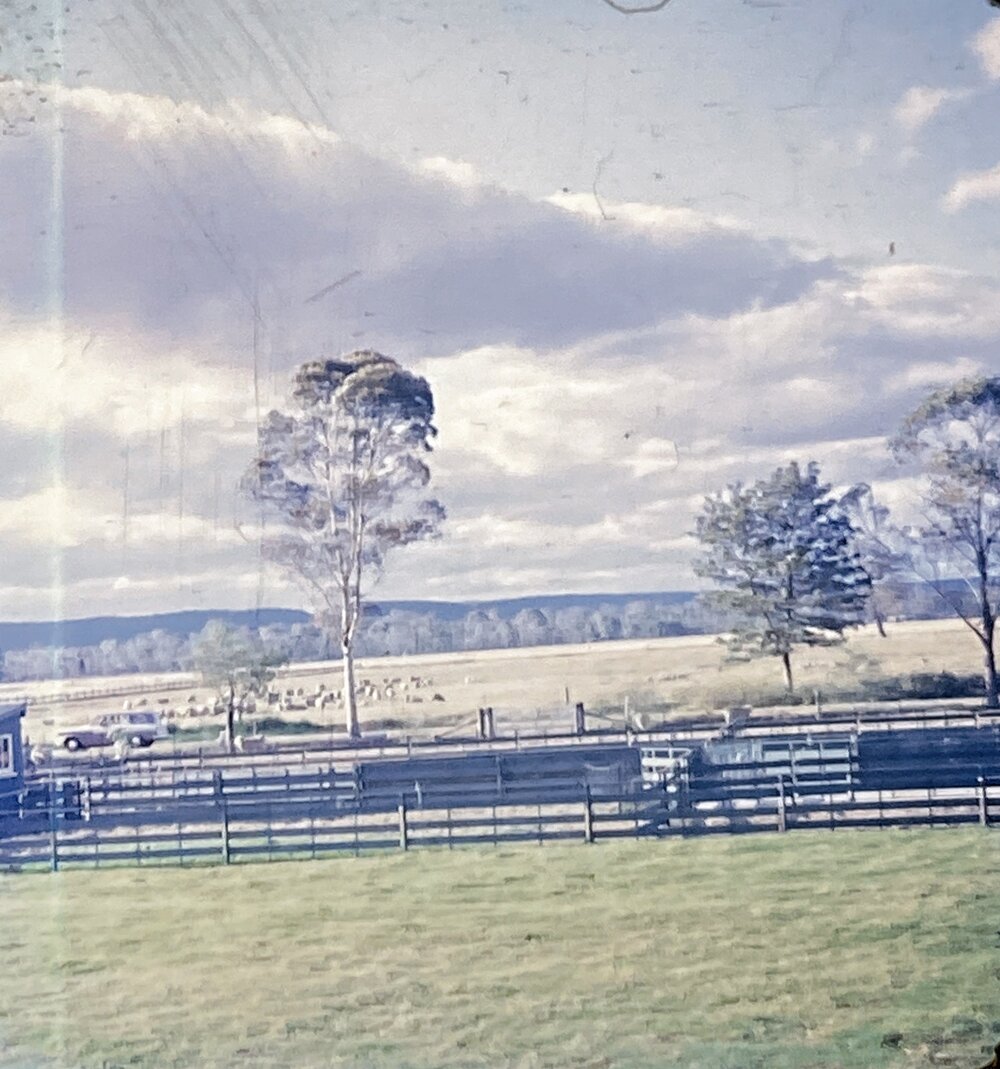 Sheep yards and pasture [Hawkesbury Agricultural College] - Photo 177