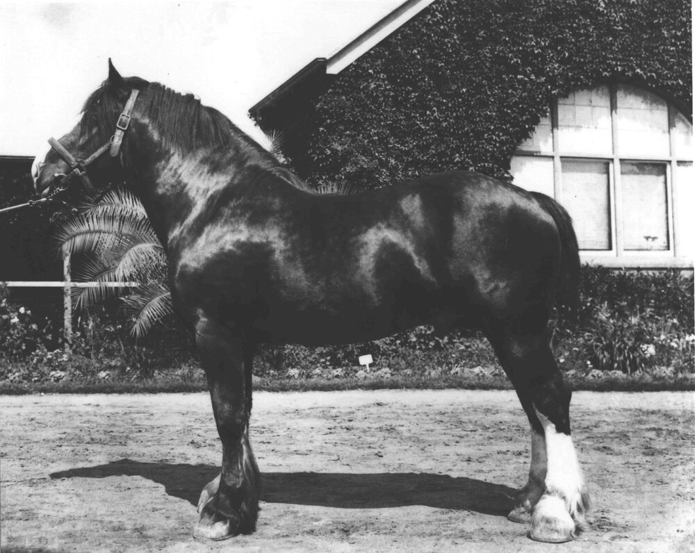 Horse - Clydesdale stallion &lsquo;Royal Warden&rsquo; standing outside the Main Building [Hawkesbury Agricultural College (HAC)]