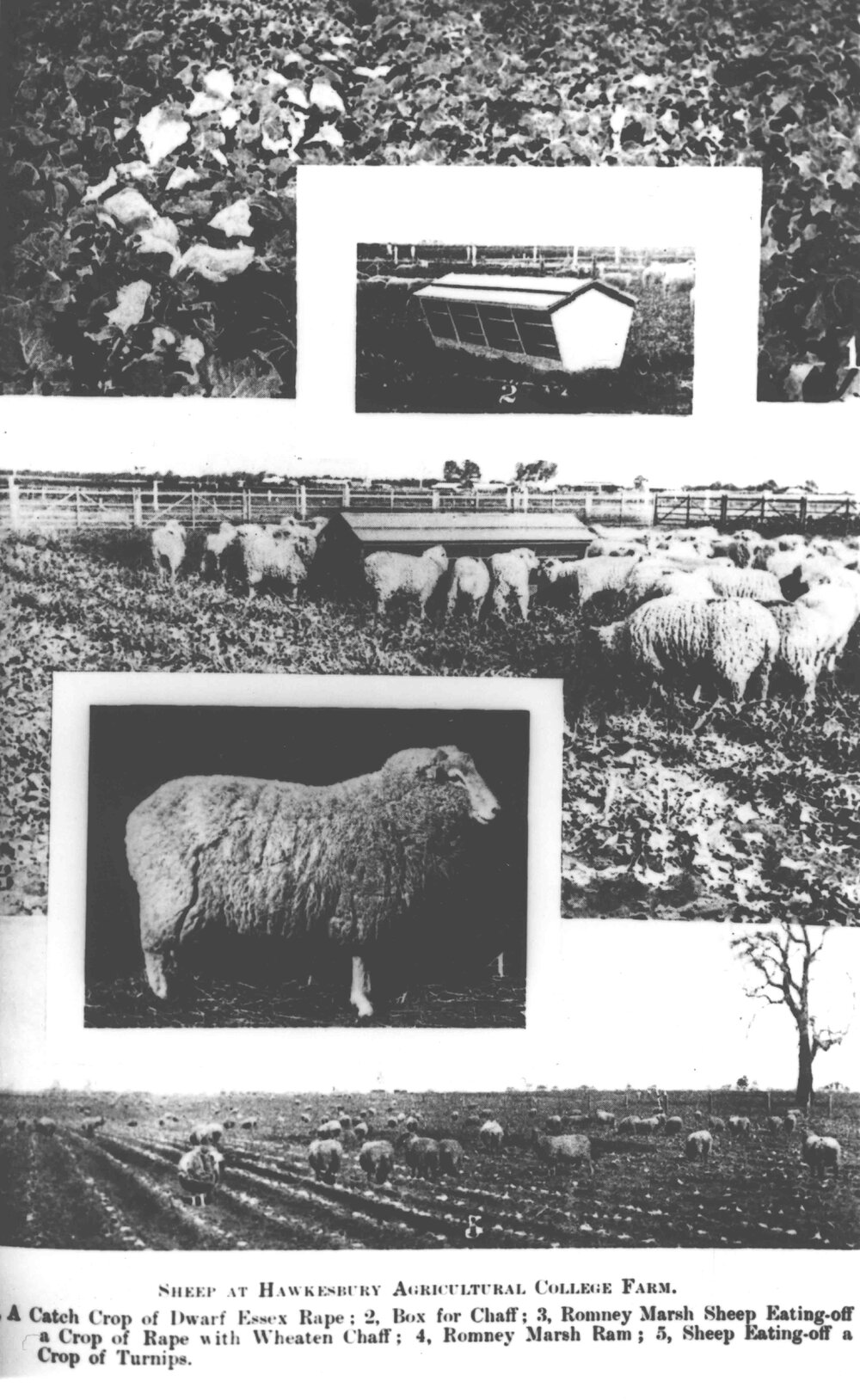 Sheep and vegetables - Composite of five photos from NSW Agricultural Gazette [Hawkesbury Agricultural College (HAC)]