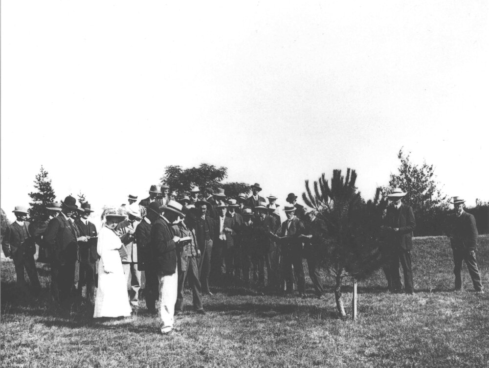 Winter School for Farmers, c.1909 - student farmers observing a pine tree (?) [Hawkesbury Agricultural College (HAC)]