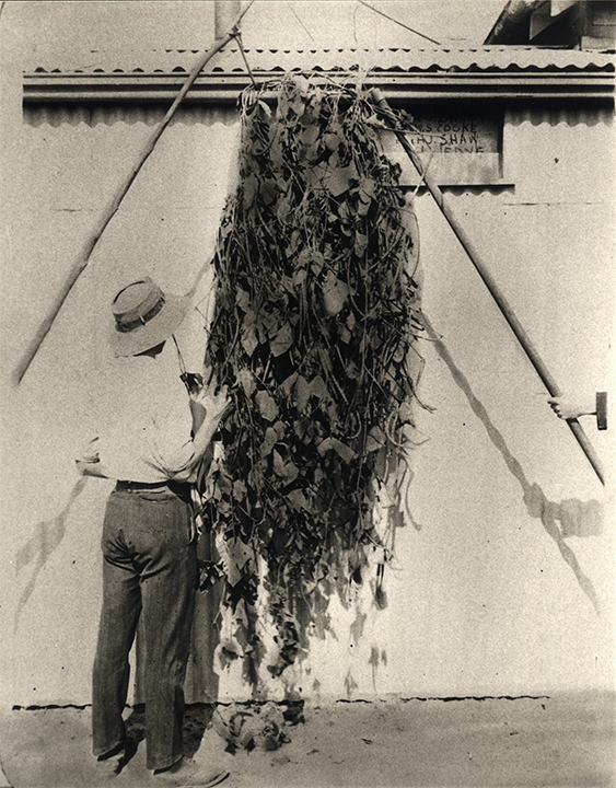 A student examining harvested vetch plant [Hawkesbury Agricultural College (HAC)]