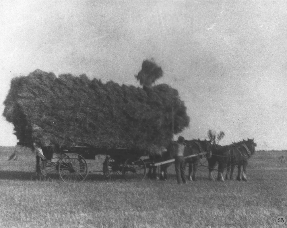 A student loading hay onto a wagon using a pitching fork [Hawkesbury Agricultural College (HAC)]