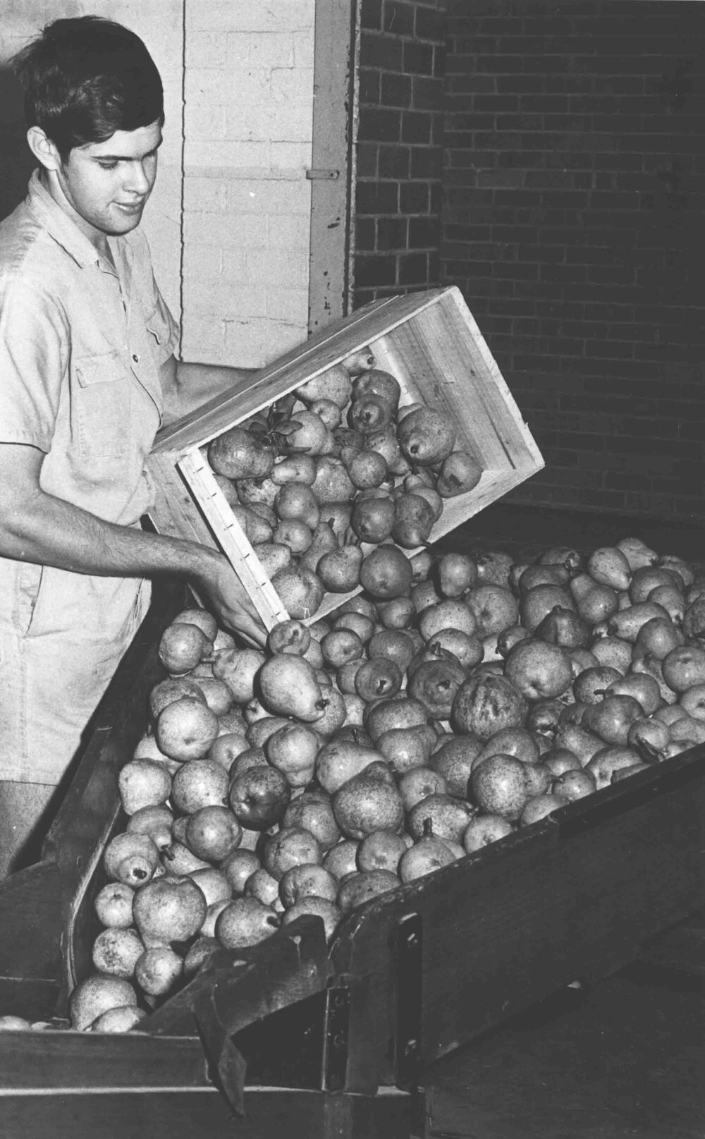 Student tipping pears into a boxed-in chute ready for processing [Hawkesbury Agricultural College (HAC)]