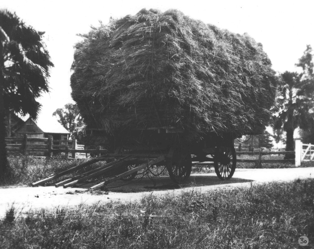 Wagon loaded with hay [Hawkesbury Agricultural College (HAC)]