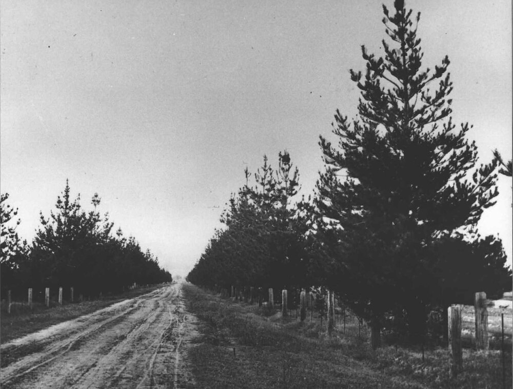 College Avenue - Ferguson Ave, College Farm [Hawkesbury Agricultural College (HAC)]