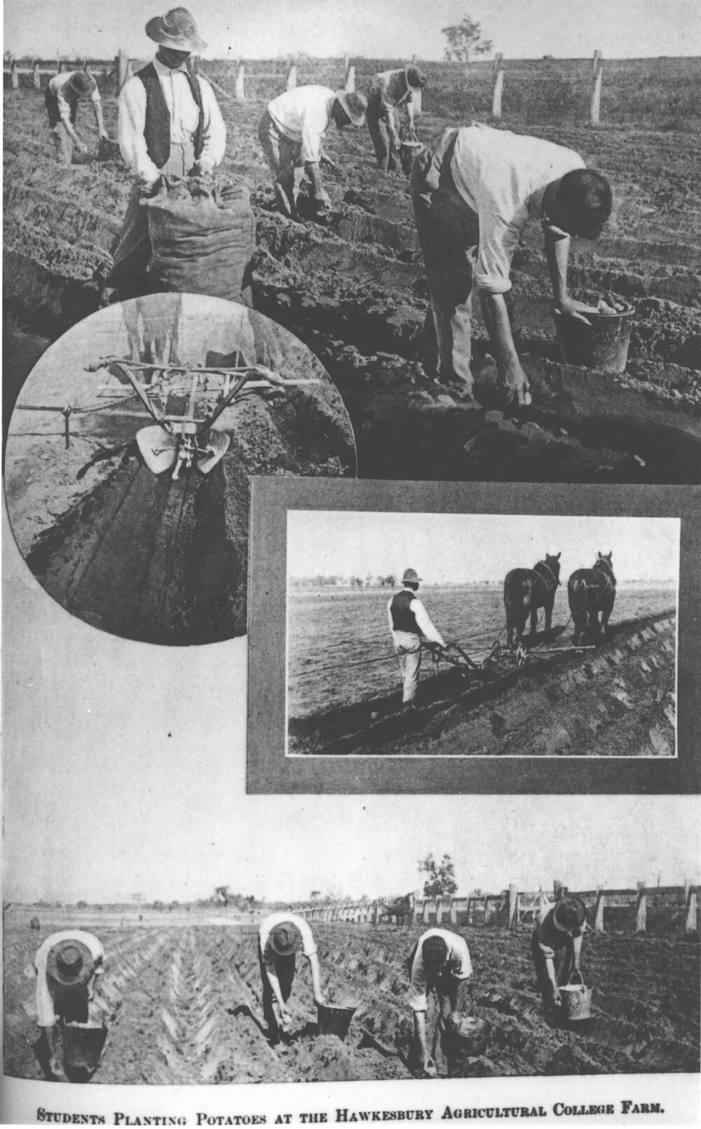 Students planting potatoes at the College farm (composite photograph) [Hawkesbury Agricultural College (HAC)]