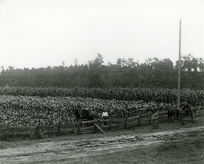 Crop (maize?) on River Farm - sulky and horse drawn plough [Hawkesbury Agricultural College (HAC)]