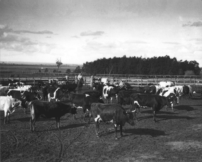 Dairy herd of dexter crossbreeds - man on horseback in holding paddock [Hawkesbury Agricultural College (HAC)]