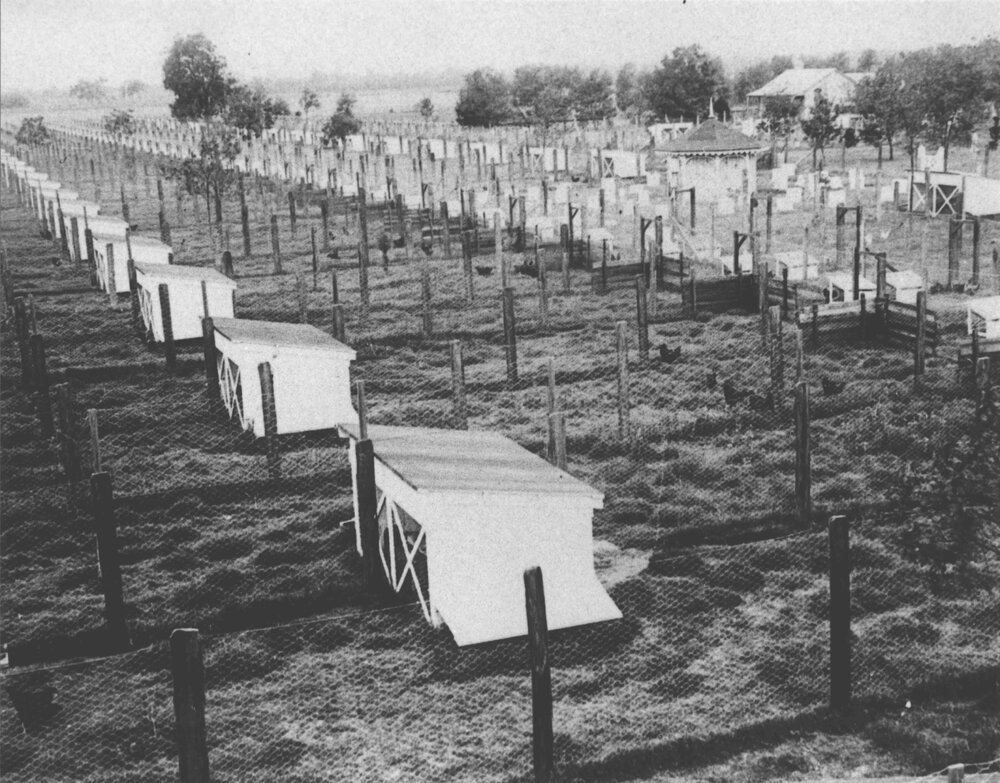 Poultry - Egg laying competition pens [Hawkesbury Agricultural College (HAC)]