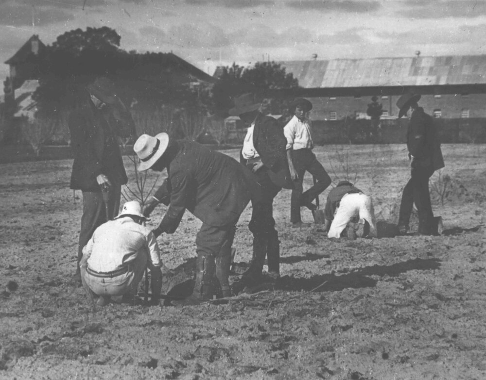Establishing a new orchard (stone fruit) West of Valder Hall [Hawkesbury Agricultural College (HAC)]