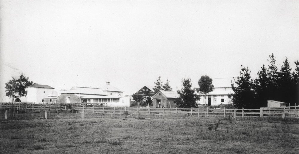 Dairy buildings from left (East) silos, cow bails and feeding stalls, calf pens, dairy factory (print 1 of 2) - Uncropped version [Hawkesbury Agricultural College (HAC)]