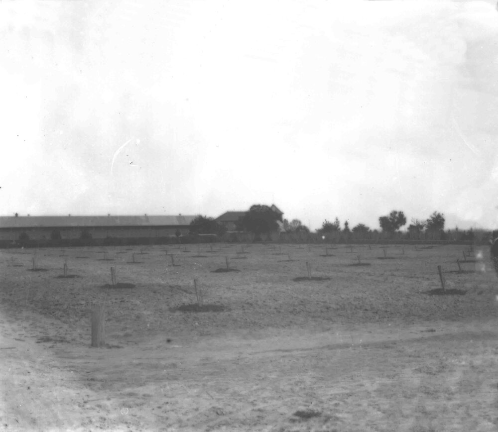 Stone fruit planted West of the Quadrangle - Valder Hall [Hawkesbury Agricultural College (HAC)]