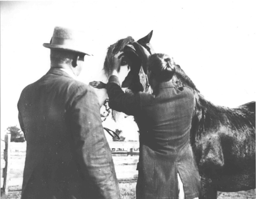 Horse examination - student examining horse's mouth [Hawkesbury Agricultural College (HAC)]