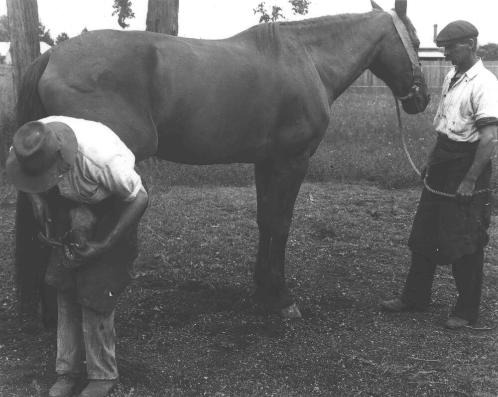Horse shoeing - student shoeing under supervision of Blacksmith, DH Reay (2 of 3) [Hawkesbury Agricultural College (HAC)]