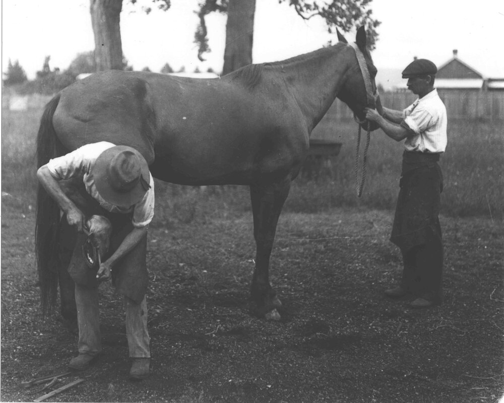Horse shoeing - student shoeing under supervision of Blacksmith, DH Reay (1 of 3) [Hawkesbury Agricultural College (HAC)]