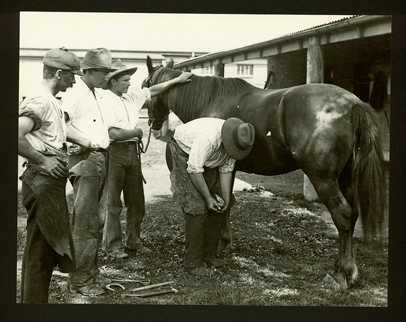 Horse shoeing - student shoeing under supervision of College Blacksmith, DH Reay [Hawkesbury Agricultural College (HAC)]