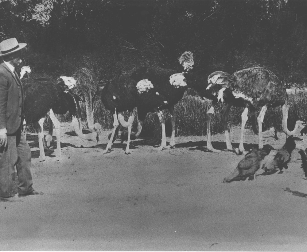 Mr McCue watching ostriches feeding [Hawkesbury Agricultural College (HAC)]