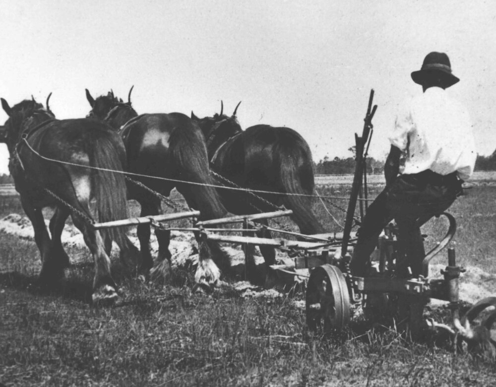 Student Gunning ploughing on a Double Furrow with a three horse team [Hawkesbury Agricultural College (HAC)]