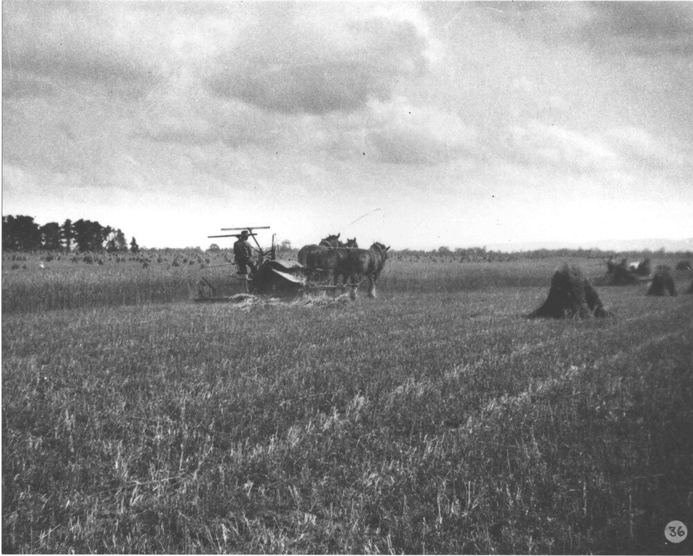 Students harvesting hay crop using three-horse teams drawing reaper and binders [Hawkesbury Agricultural College (HAC)]