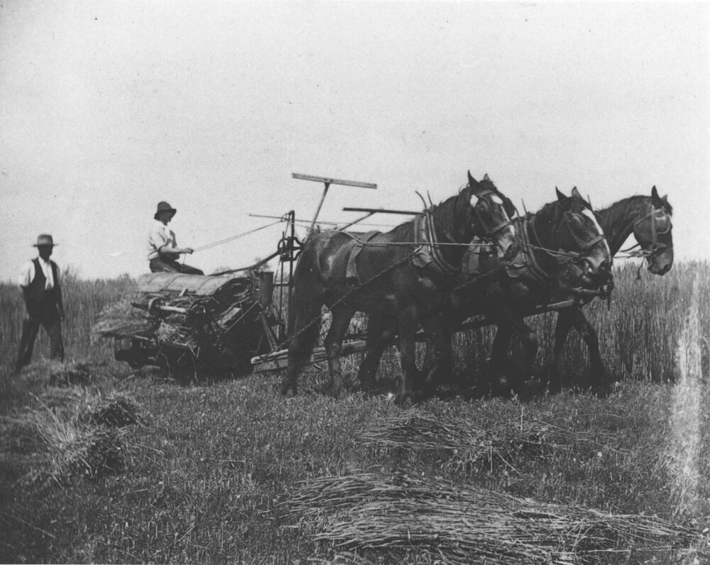 Student harvesting a crop using a three-horse team drawing a reaper and binder - an instructor is walking behind [Hawkesbury Agricultural College (HAC)]