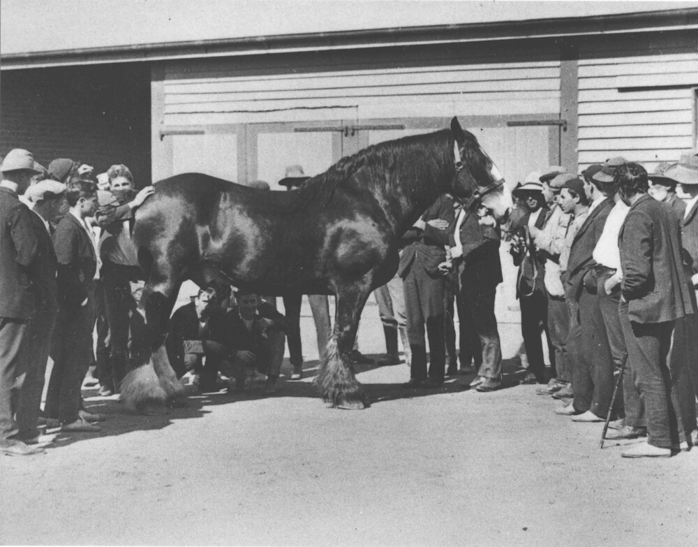 Student instruction on examining a horse (Clydesdale) - Inside Stable Square [Hawkesbury Agricultural College (HAC)]